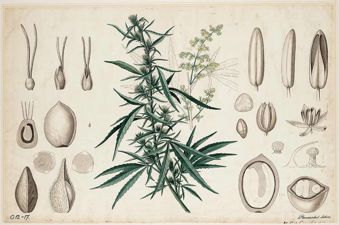 Cannabis sativa - botanical photographs and illustrations