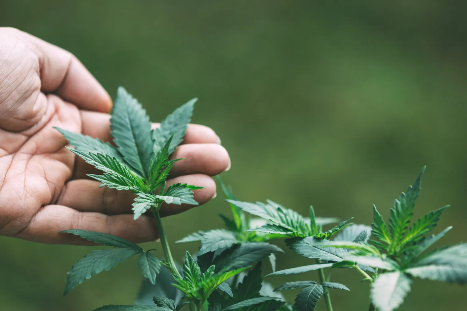 Wissenschaft glossar medizinisches cannabis